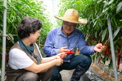 Bang Young-gil of Yeongyang Red Farm 방영길 - 영양레드팜